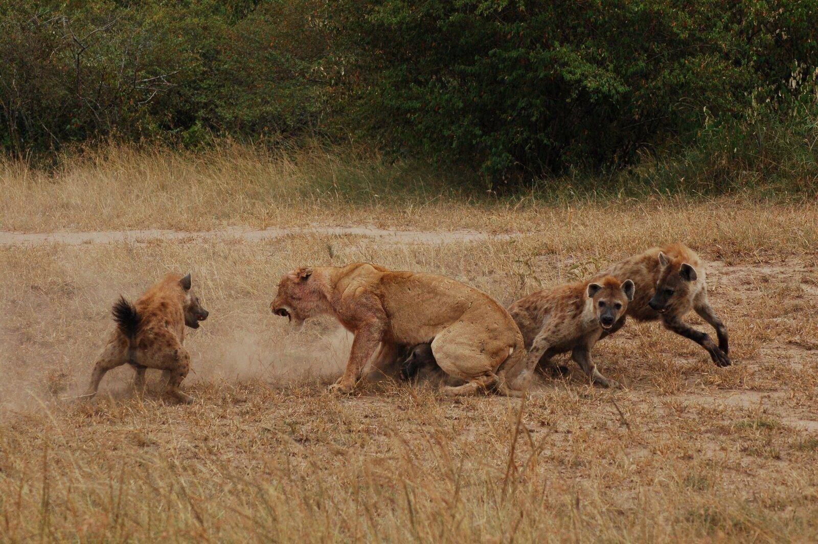 狮群中的“短板效应”：捕猎能否成功，常取决于最差劲的那头狮子_猎物