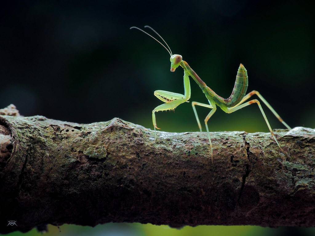 科学|螳螂在交配时，为什么母螳螂会吃掉自己的“丈夫”？