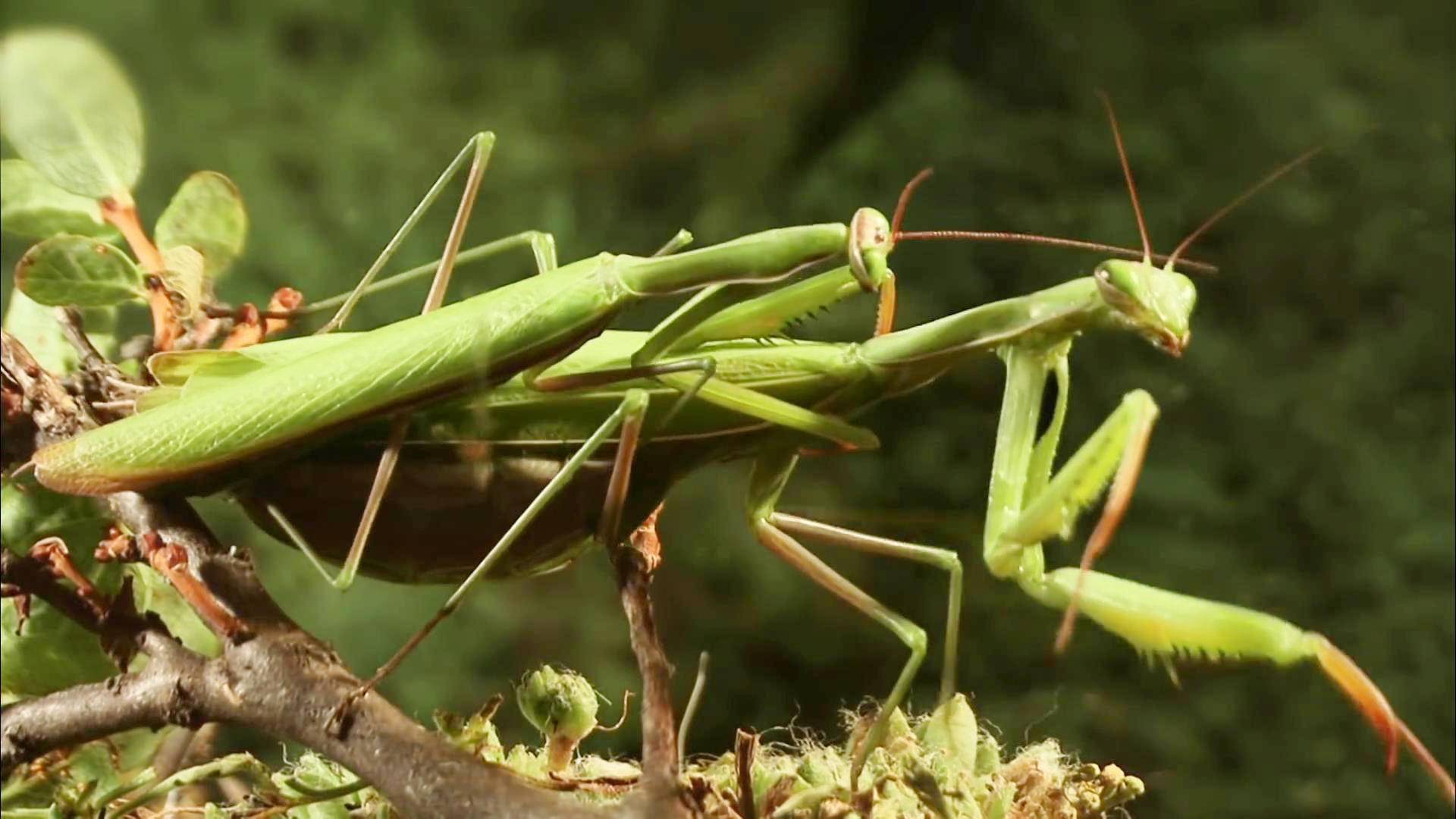 科学|螳螂在交配时，为什么母螳螂会吃掉自己的“丈夫”？