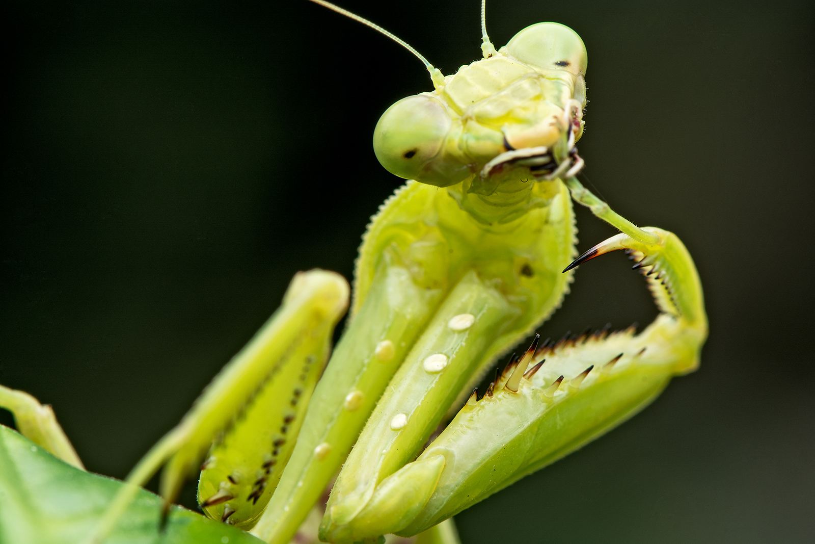 科学|螳螂在交配时，为什么母螳螂会吃掉自己的“丈夫”？