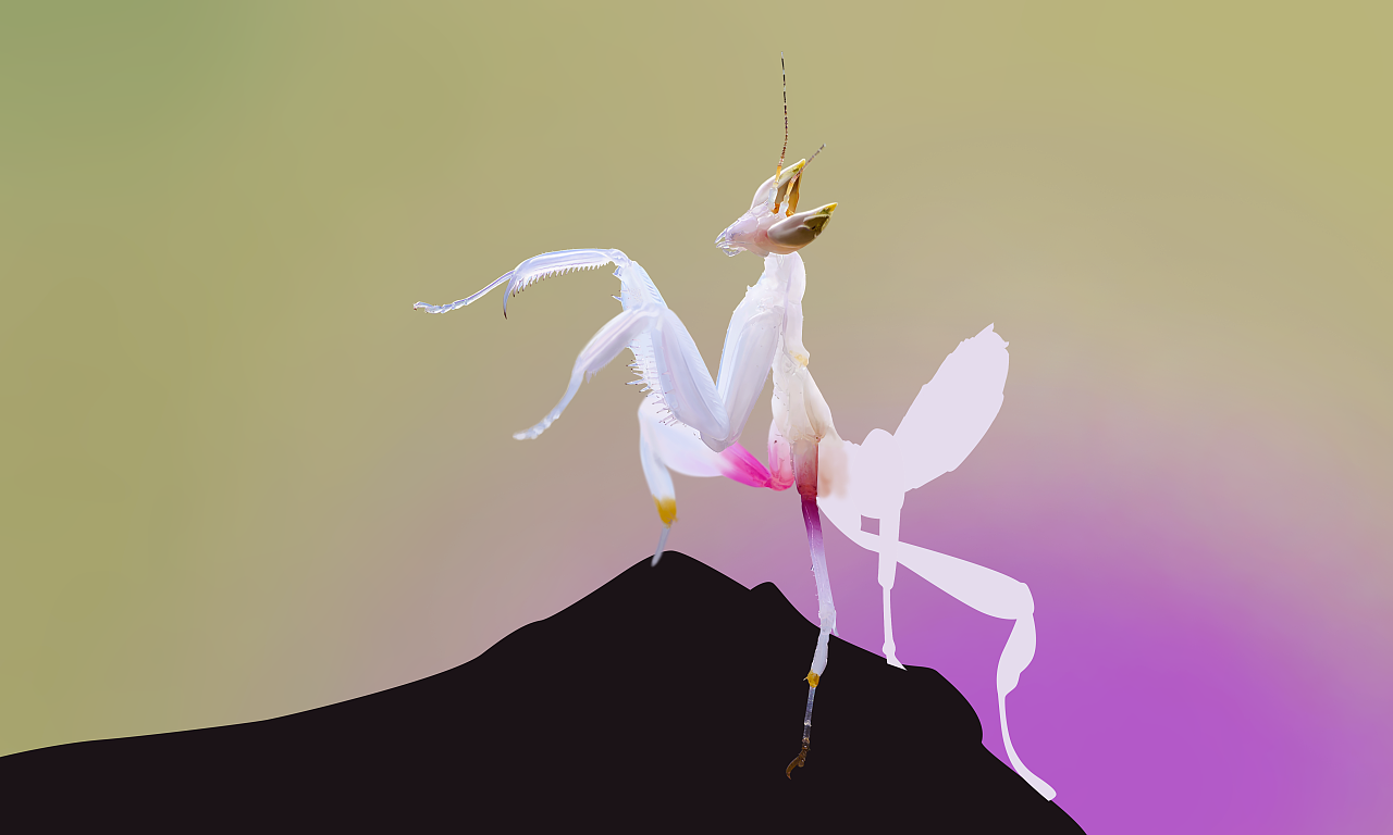 科学|螳螂在交配时，为什么母螳螂会吃掉自己的“丈夫”？