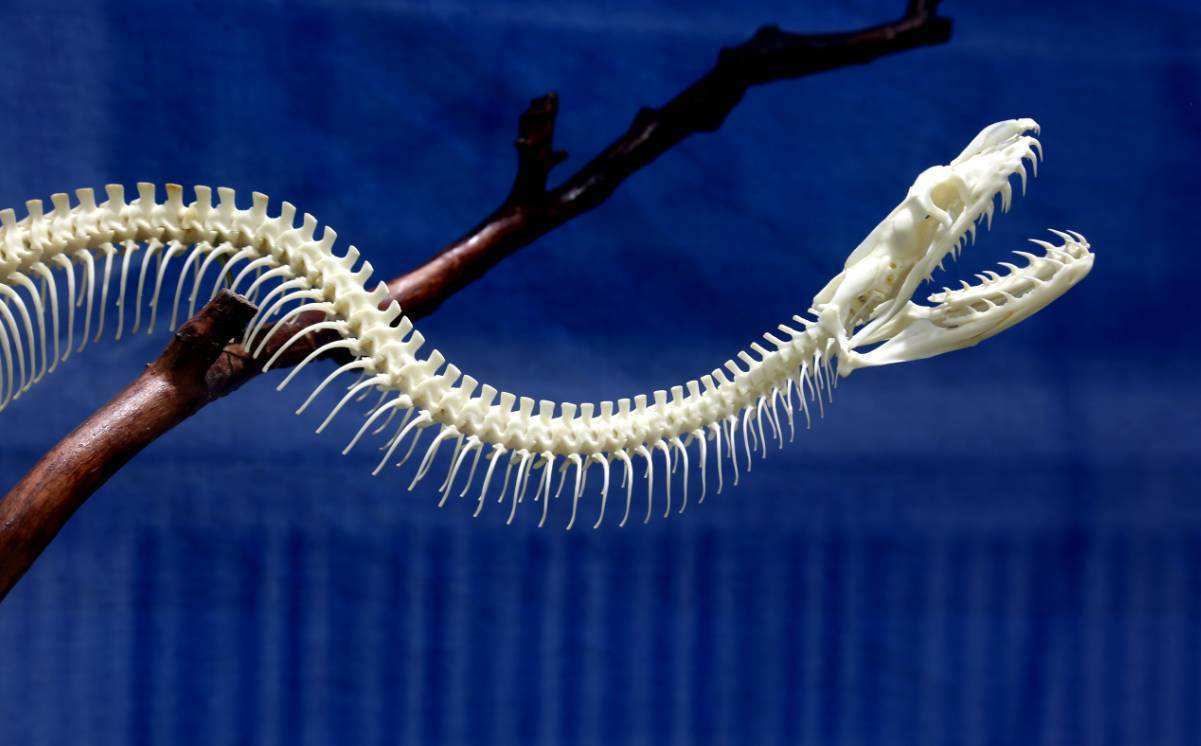 科学|打蛇为什么要打七寸？如果遇到蛇时，攻击它的头部有用吗？