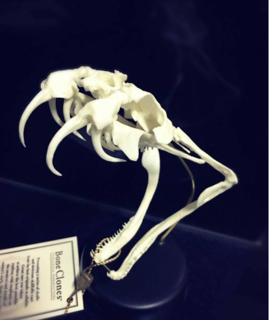 科学|打蛇为什么要打七寸？如果遇到蛇时，攻击它的头部有用吗？