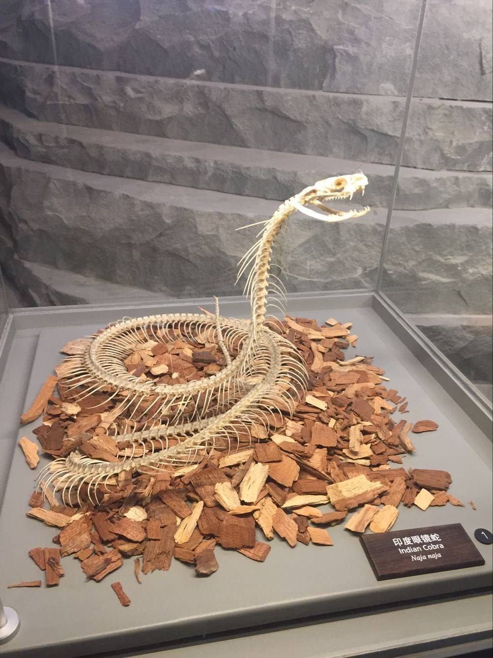 科学|打蛇为什么要打七寸？如果遇到蛇时，攻击它的头部有用吗？