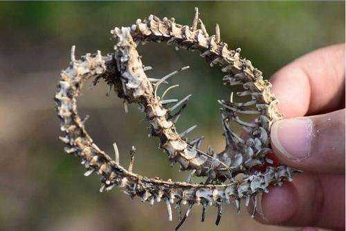 科学|打蛇为什么要打七寸？如果遇到蛇时，攻击它的头部有用吗？