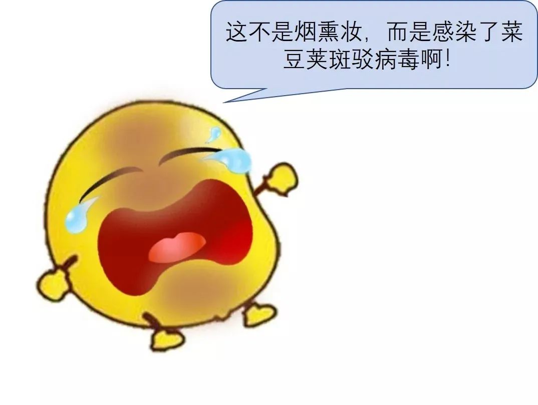 国际|科普｜谁给大豆染上烟熏妆