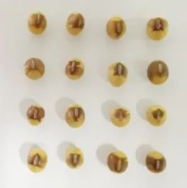 国际|科普｜谁给大豆染上烟熏妆