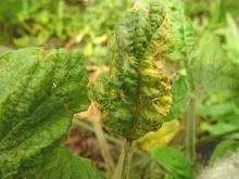 国际|科普｜谁给大豆染上烟熏妆