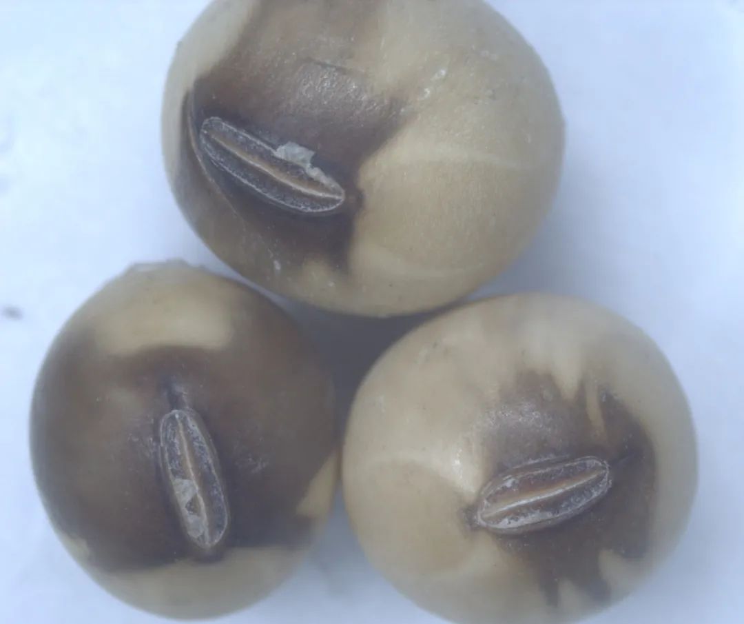 国际|科普｜谁给大豆染上烟熏妆