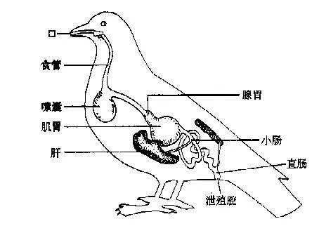 為什麼許多雄性的生殖器官和排洩器官是同一個