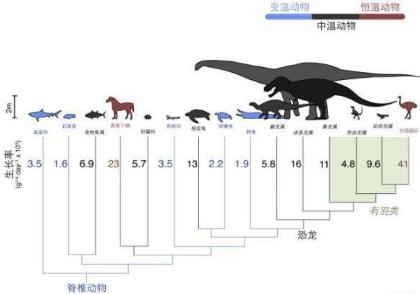 科学|为什么许多雄性的生殖器官和排泄器官是同一个？