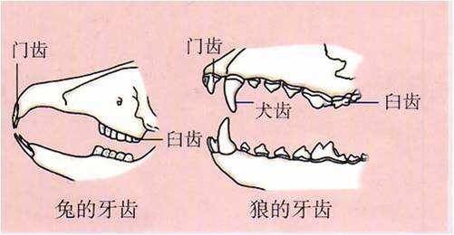科学|为什么许多雄性的生殖器官和排泄器官是同一个？