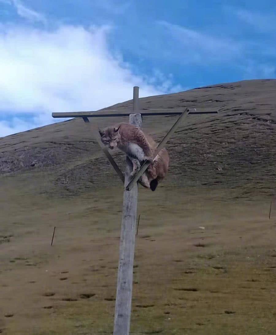 藏獒|猞猁和藏獒谁更厉害，一对一的情况下猞猁可以坚持多久？