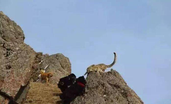 藏獒|猞猁和藏獒谁更厉害，一对一的情况下猞猁可以坚持多久？