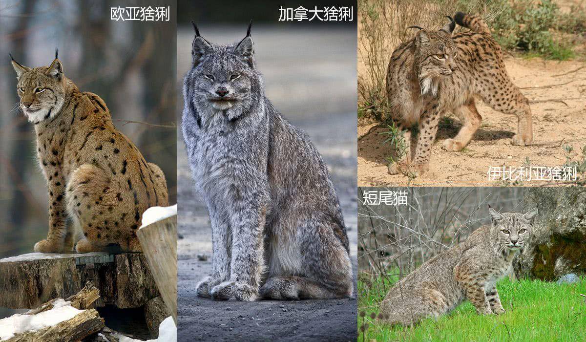 藏獒|猞猁和藏獒谁更厉害，一对一的情况下猞猁可以坚持多久？