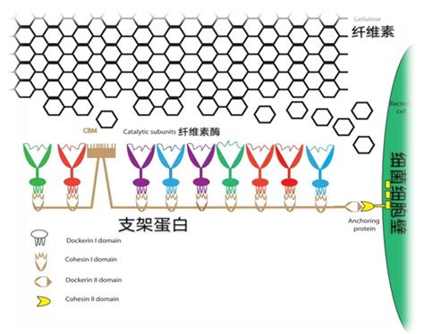 秸秆|如何用秸秆驱动汽车？