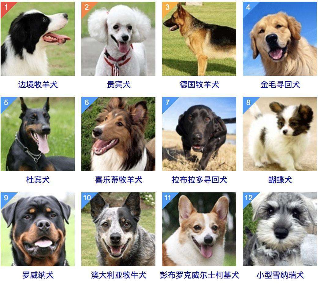 哈士奇|同样是狗，二哈的智商为什么这么感人？