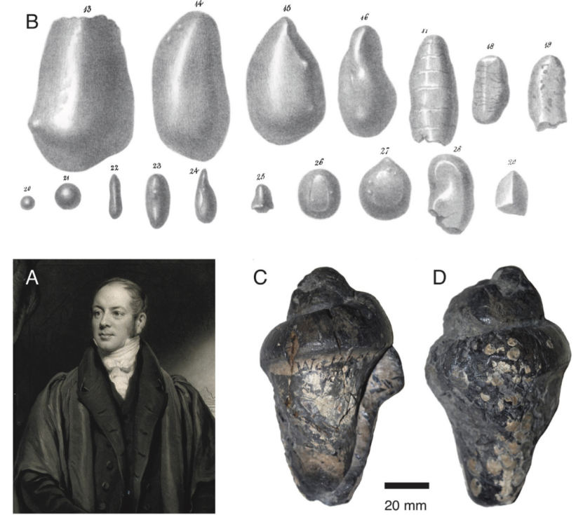 古生物|古生物的便便不要扔，可以建食谱、挖磷矿，隔壁科学家都羡慕哭了