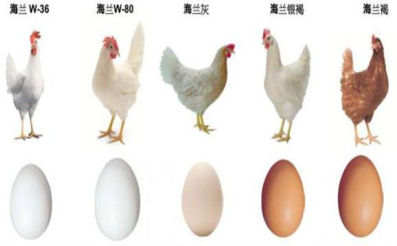 公鸡|为什么母鸡不需要公鸡就能下蛋？公鸡存在的意义是什么？