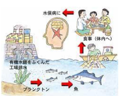 水俣病的染病途径 来源丨无忧文档