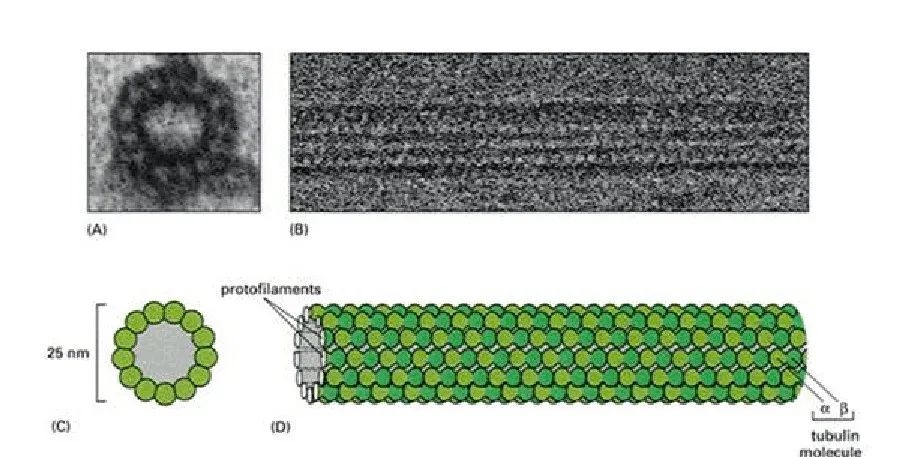 细胞内的微管 来源丨文档网