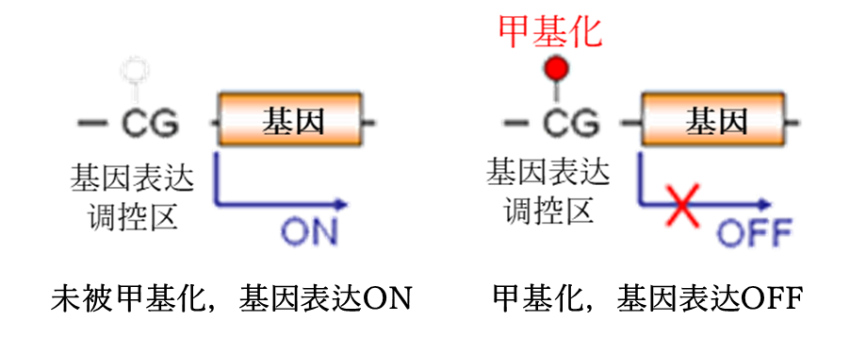 表观遗传|想做神探子？学会表观遗传很重要