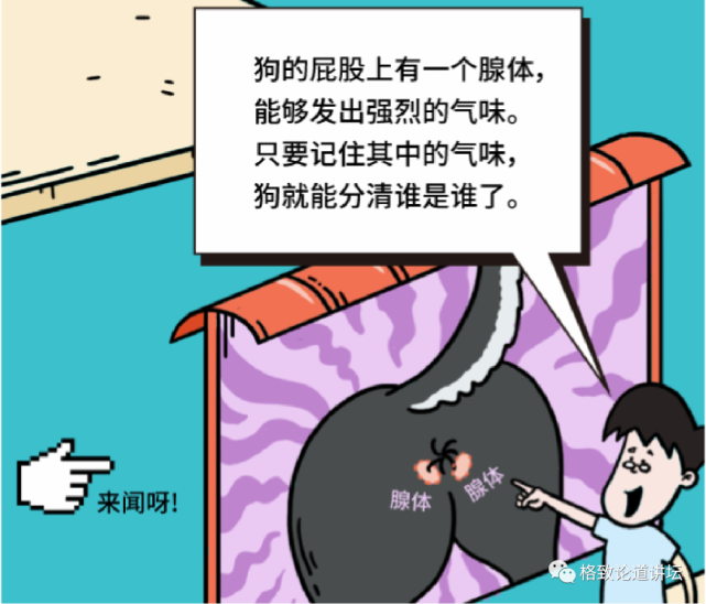动物|假如世界由狗主宰，摄像机可能会变为“摄味机”