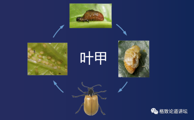 动物|假如世界由狗主宰，摄像机可能会变为“摄味机”