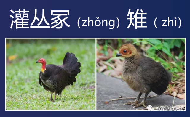 动物|假如世界由狗主宰，摄像机可能会变为“摄味机”