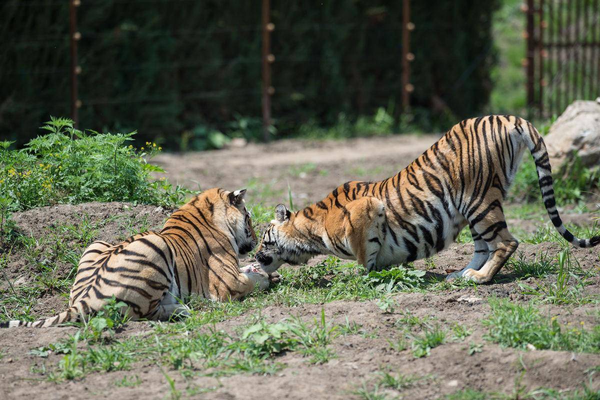 华南虎|濒危生物华南虎，在历史上为什么多次兴风作浪，形成虎灾？