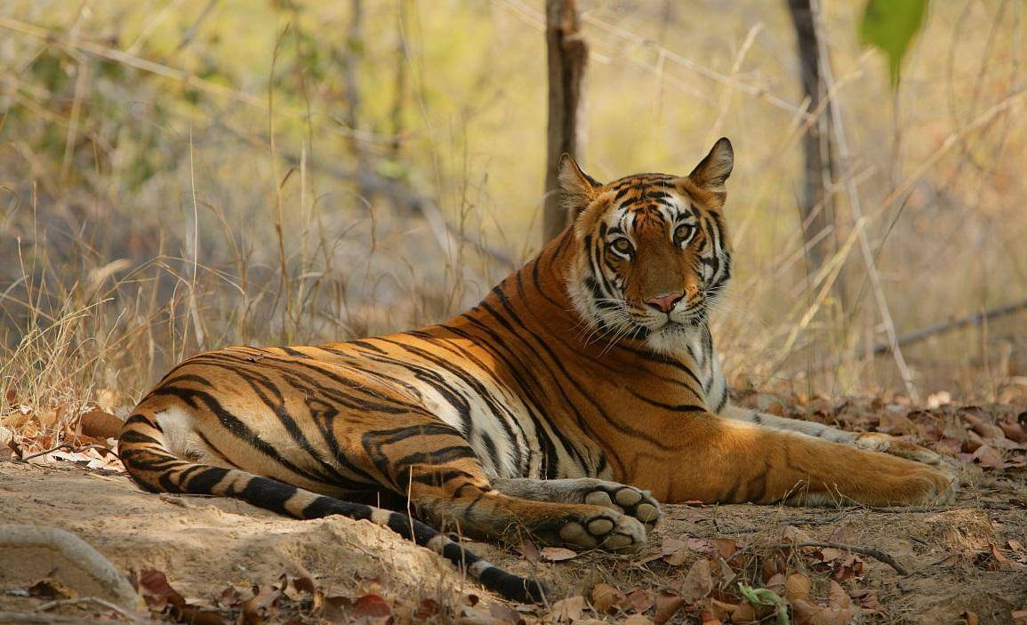 华南虎|濒危生物华南虎，在历史上为什么多次兴风作浪，形成虎灾？