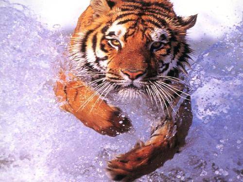 华南虎|濒危生物华南虎，在历史上为什么多次兴风作浪，形成虎灾？