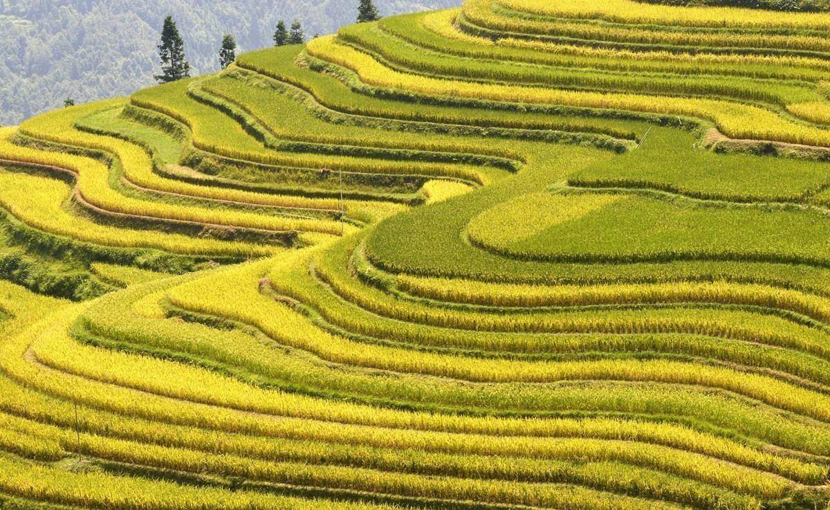 华南虎|濒危生物华南虎，在历史上为什么多次兴风作浪，形成虎灾？