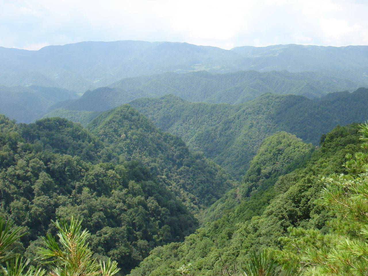 华南虎|濒危生物华南虎，在历史上为什么多次兴风作浪，形成虎灾？