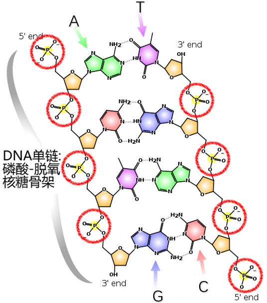 条形码|DNA居然还可以做条形码？！