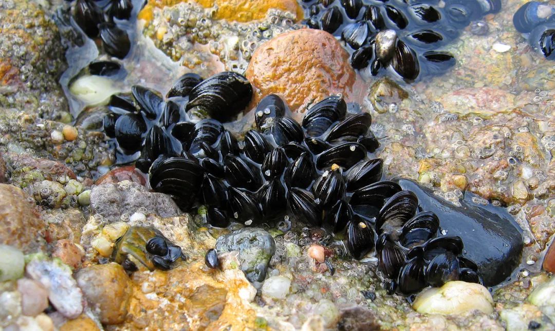 海虹|贻贝、海虹、淡菜、青口贝……不管它叫什么，只要不影响吃就行