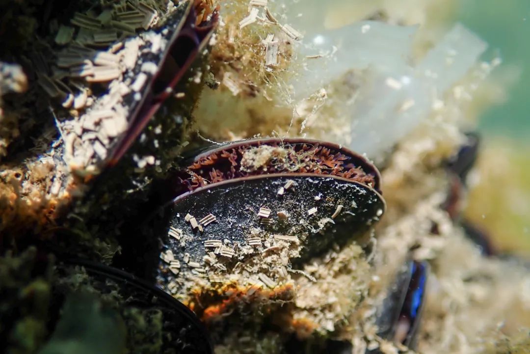 海虹|贻贝、海虹、淡菜、青口贝……不管它叫什么，只要不影响吃就行