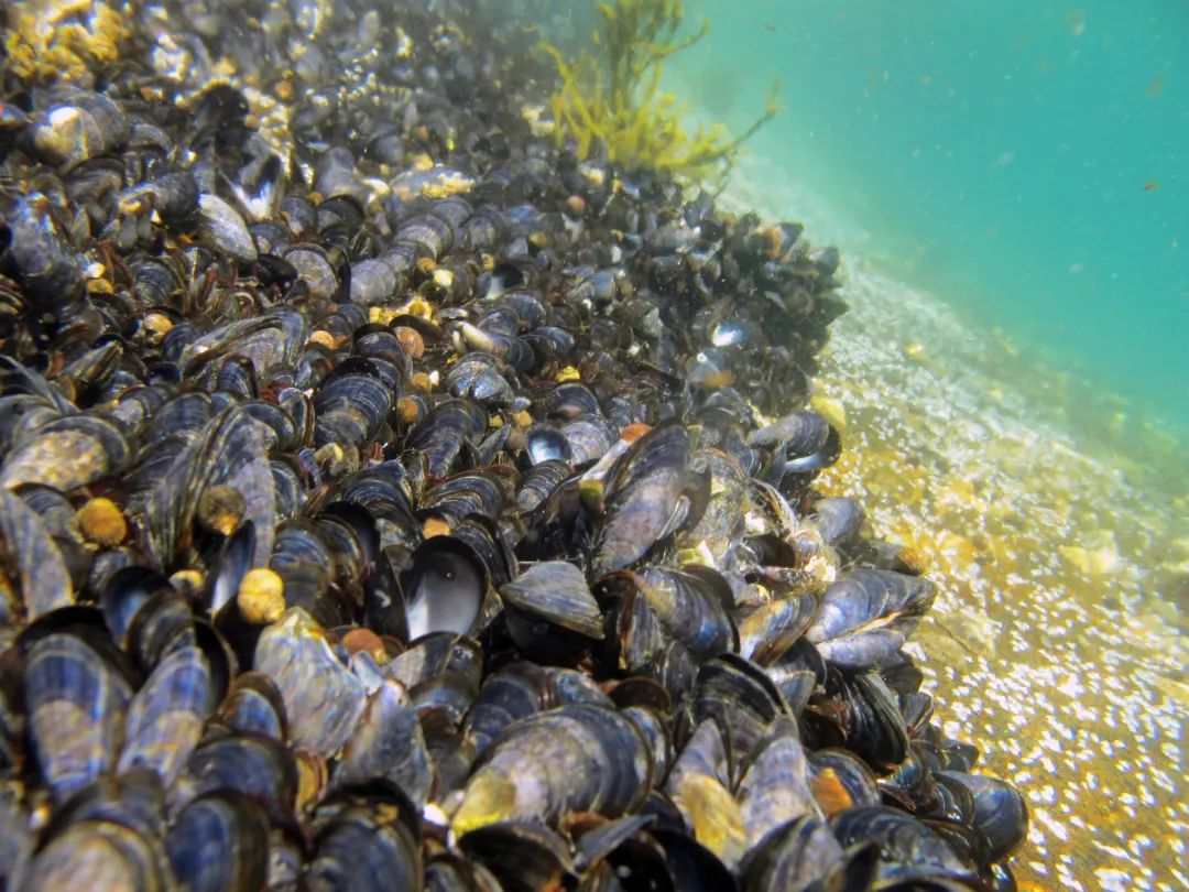 海虹|贻贝、海虹、淡菜、青口贝……不管它叫什么，只要不影响吃就行