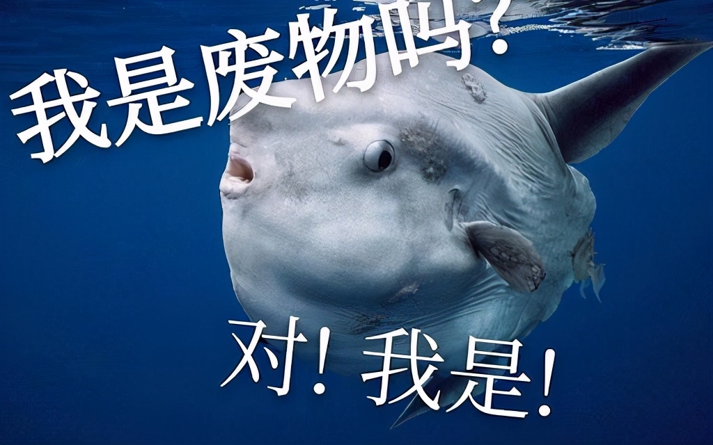 翻车鱼|翻车鱼怎么这么傻？完全没有自保能力，被海豹吃掉也无动于衷