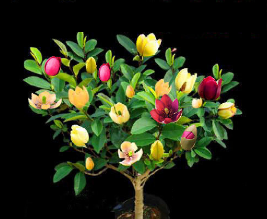 网购花卉要谨慎2种彩色植物尽量擦亮眼学会分辨不上当