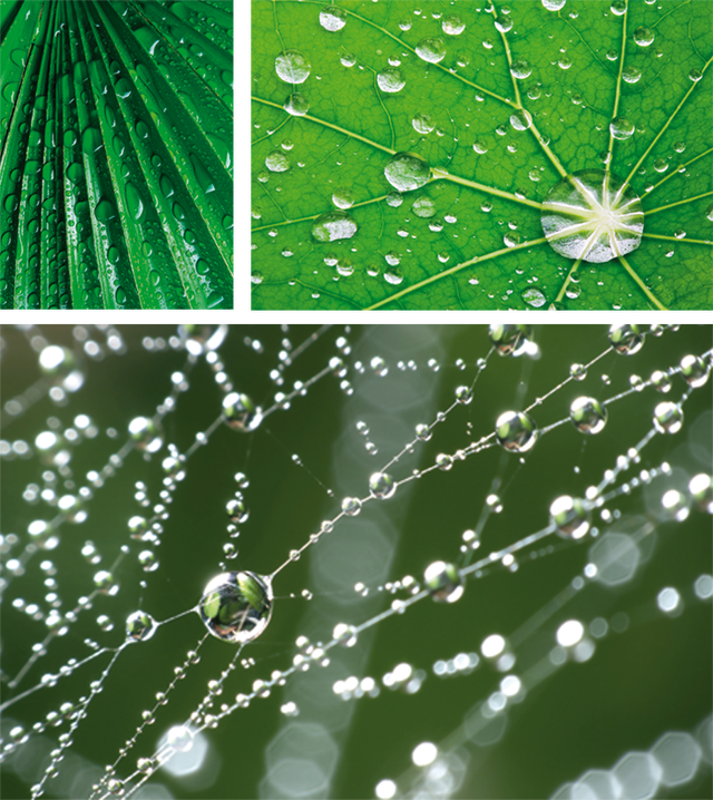 蜜蜂|自然界为何处处是六边形？这里有深刻的数学和物理