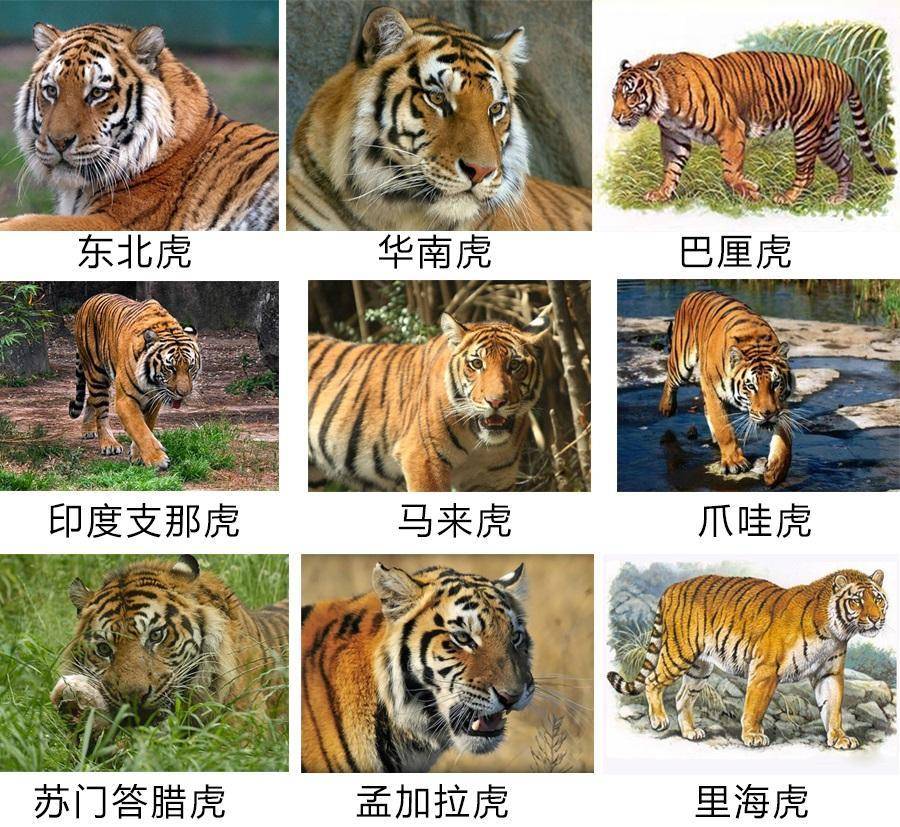 孟加拉虎|为什么东北虎体型比孟加拉虎大，但打不过孟加拉虎？