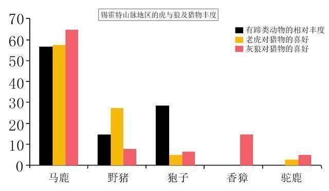 孟加拉虎|为什么东北虎体型比孟加拉虎大，但打不过孟加拉虎？