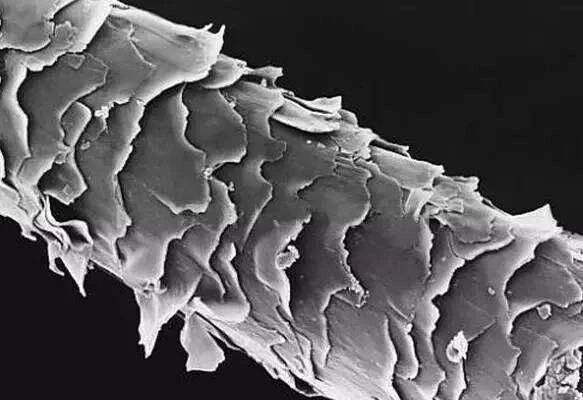 毛鳞片不平整的发丝的微观图 来源丨知