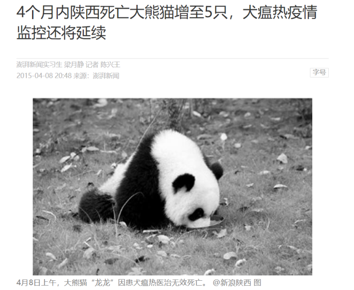 |韩国艺人违规接触熊猫幼崽引众怒，大熊猫为啥不能徒手摸？
