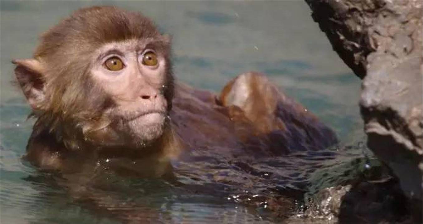科学|人类是水猴子演化而来的吗？