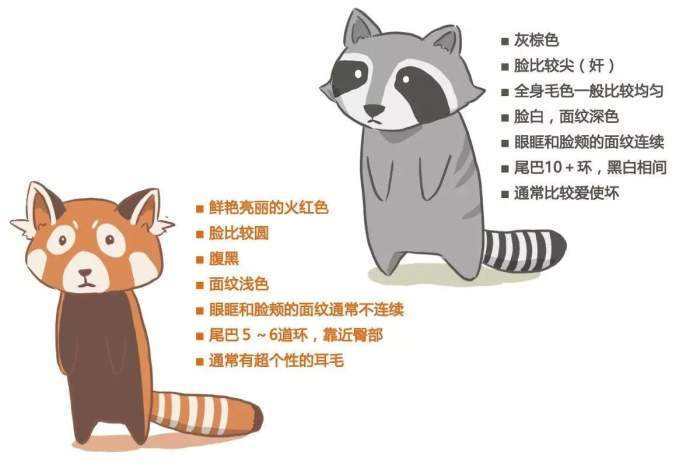 大熊猫|千万不要吓唬小熊猫，否则它会举手投降