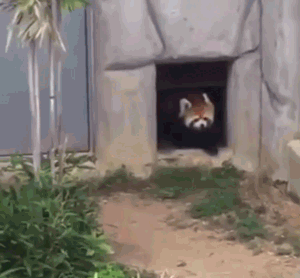 大熊猫|千万不要吓唬小熊猫，否则它会举手投降