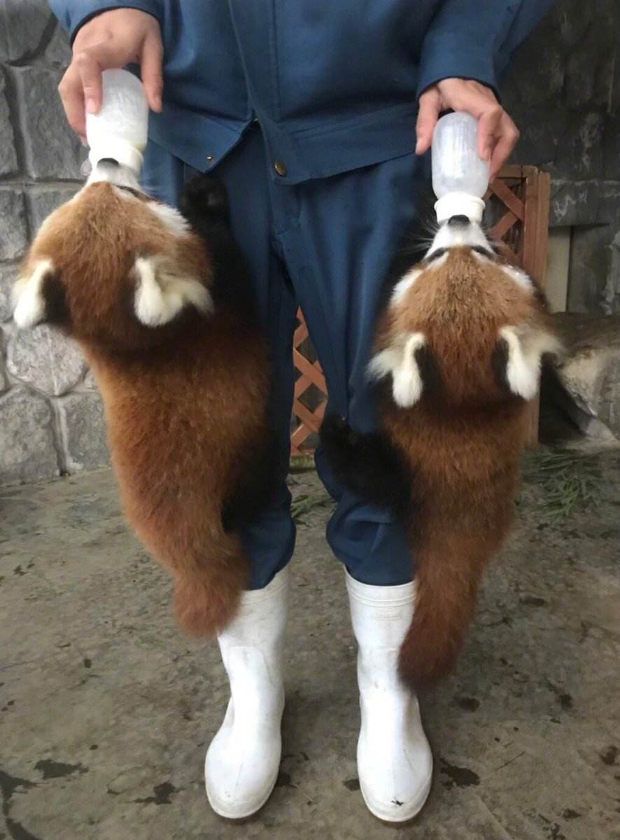 大熊猫|千万不要吓唬小熊猫，否则它会举手投降