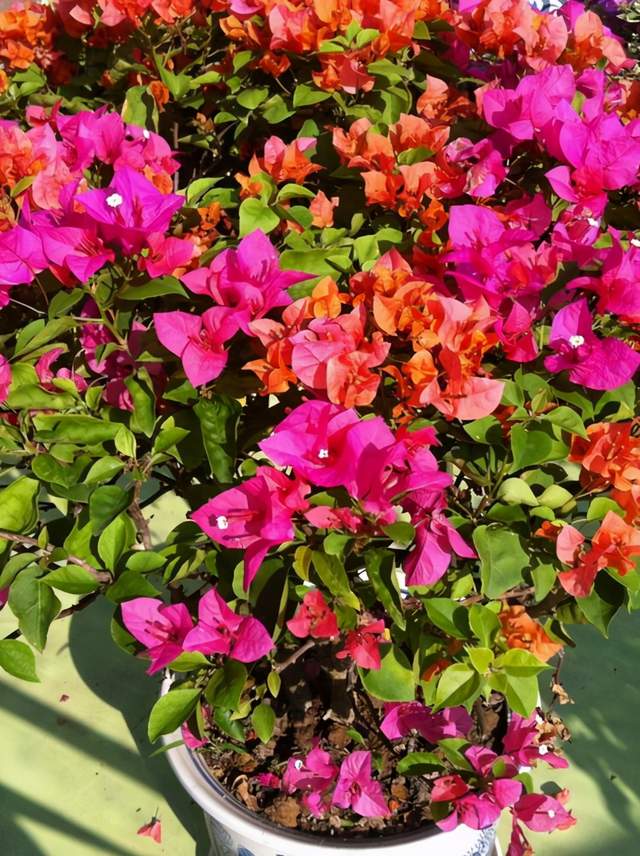 宝巾花叶子翠绿常年开花养护简单很容易上手新手可别错过